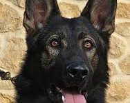 trained-protection-dogs-for-sale:-elite-breeds-for-ultimate-security