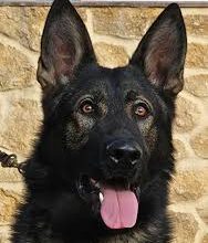 trained-protection-dogs-for-sale:-elite-breeds-for-ultimate-security